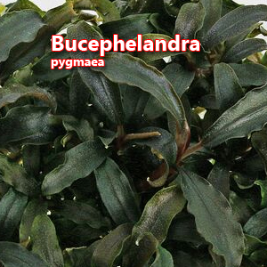 Bucephelandra pygmaea